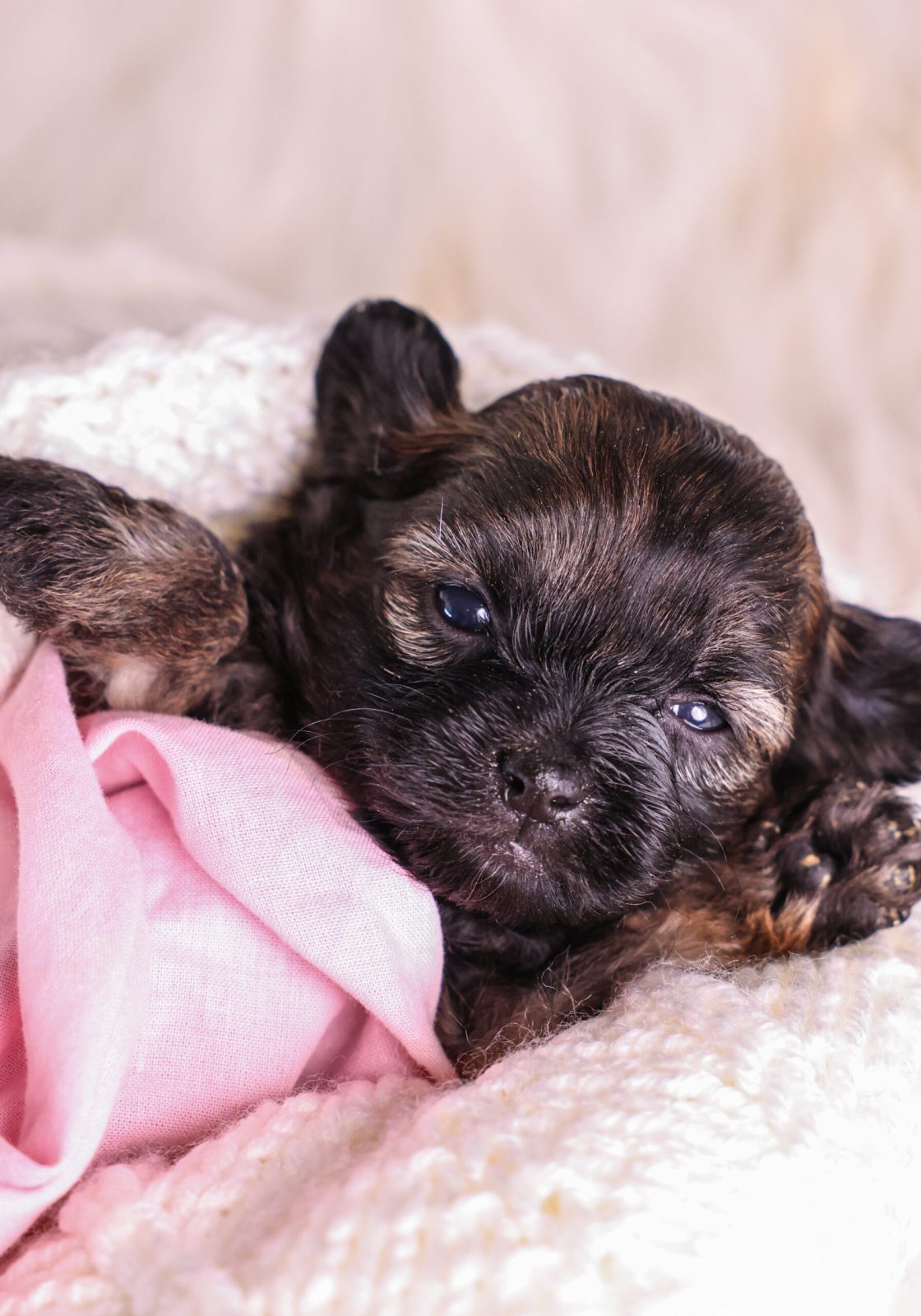 brown and tan Shichon puppy