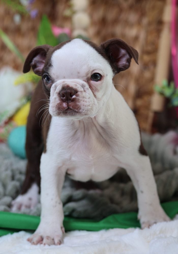 brown boston terrier puppies for sale