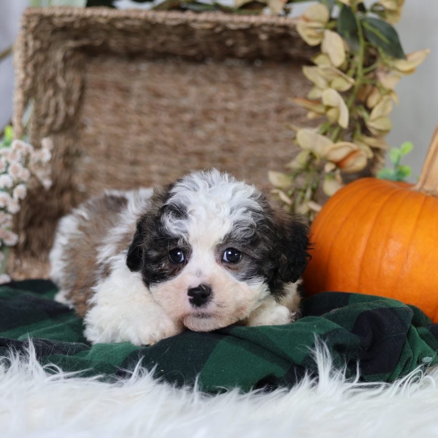 buy shichon puppies