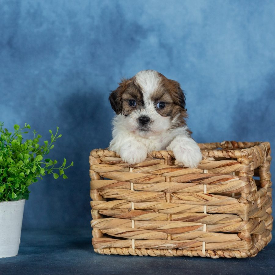 buy shichon puppies