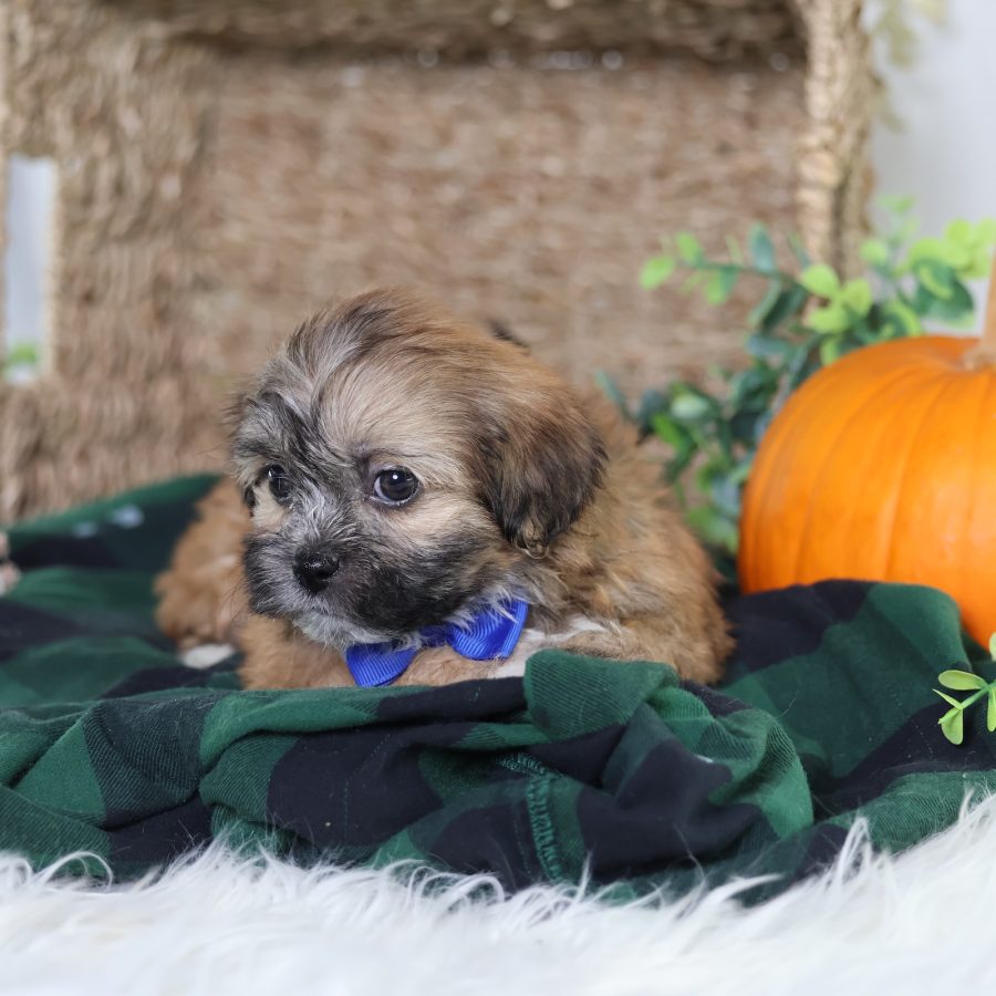 buy shichon puppies