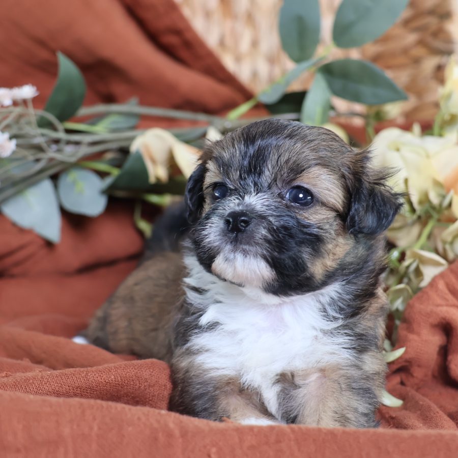 buy shichon puppies