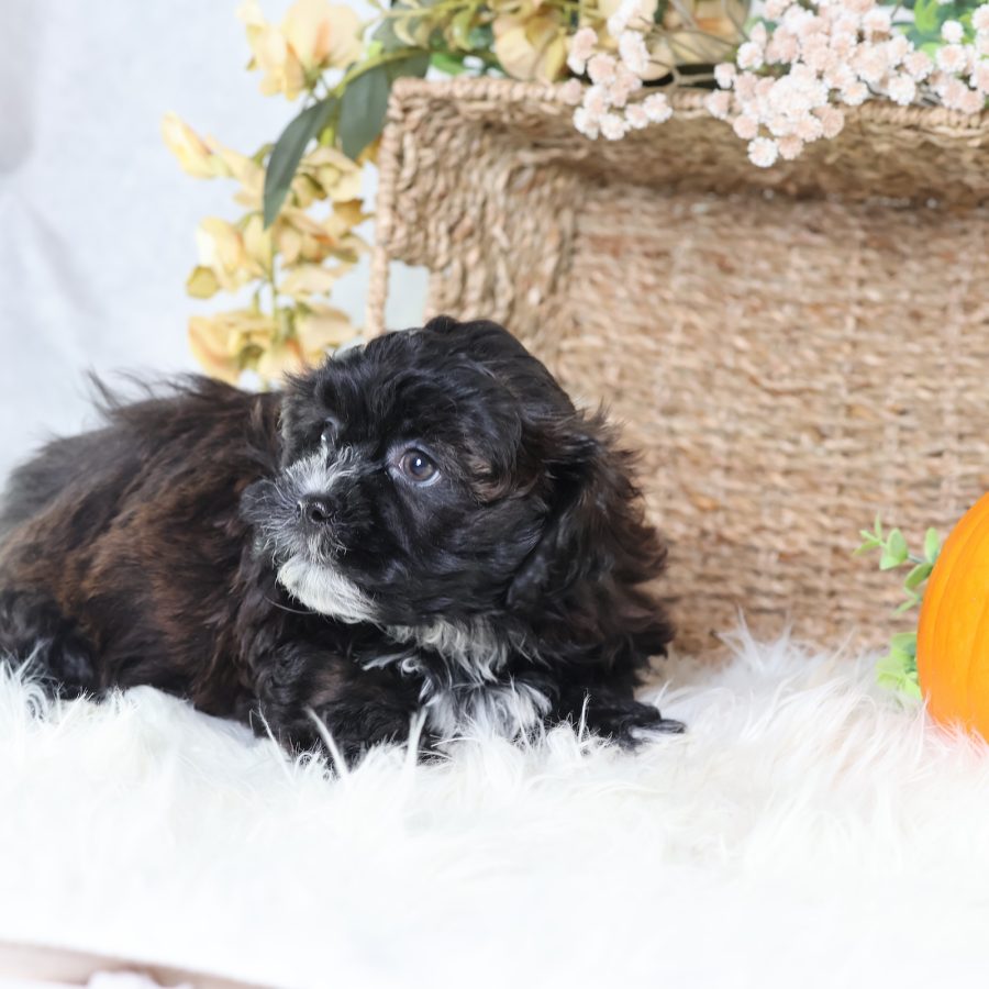 buy shichon puppies