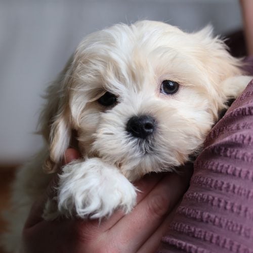 buy shichon puppies
