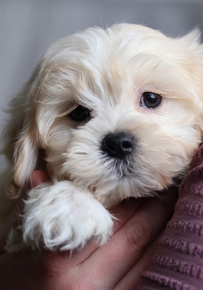 buy shichon puppies