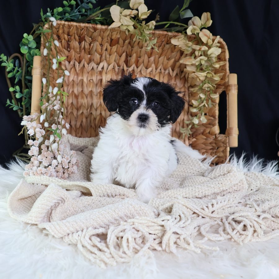 buy shichon puppies