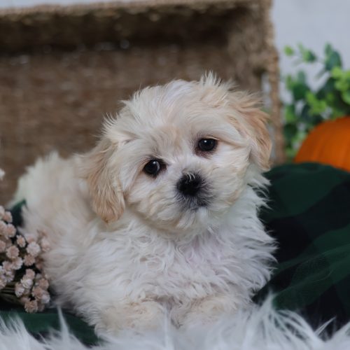 buy shichon puppies