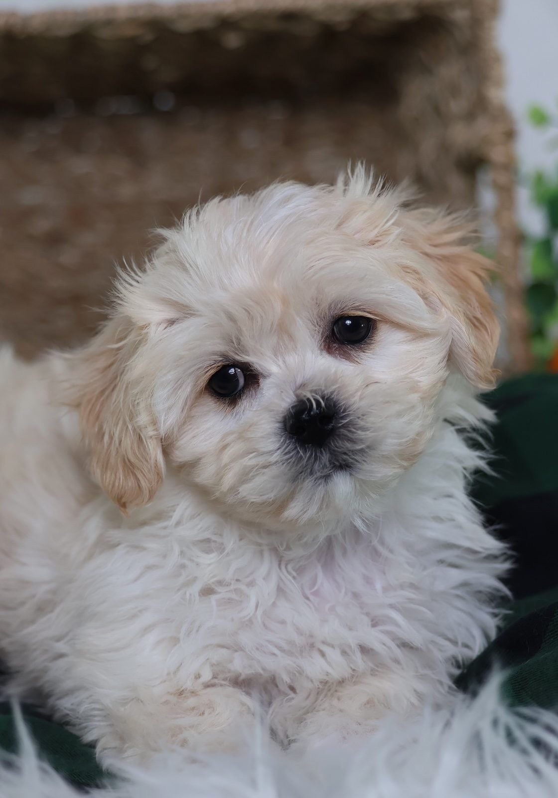 buy shichon puppies