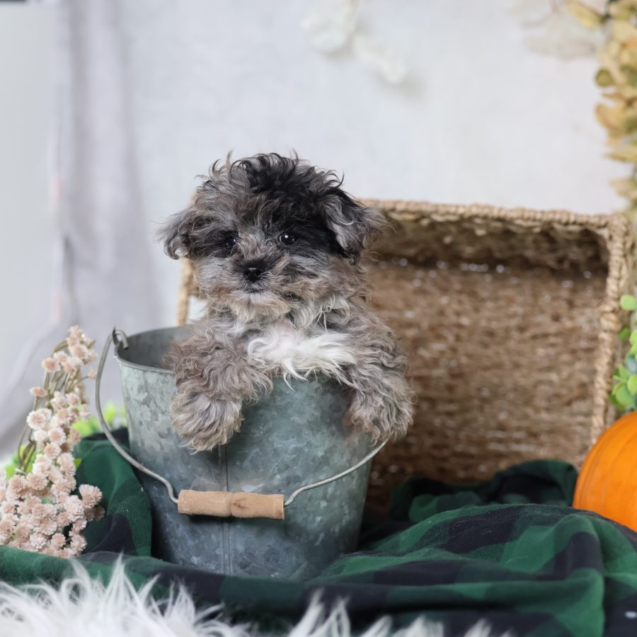 buy shichon puppies