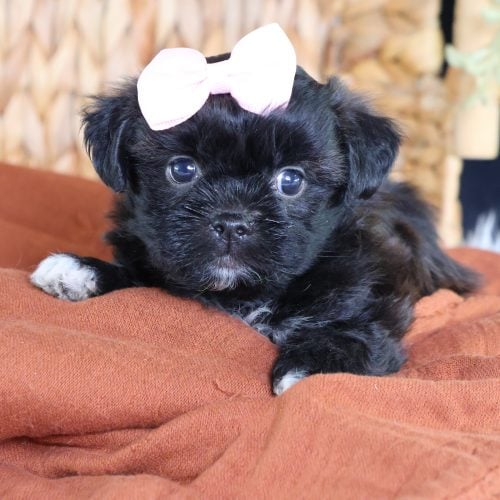 buy shichon puppies