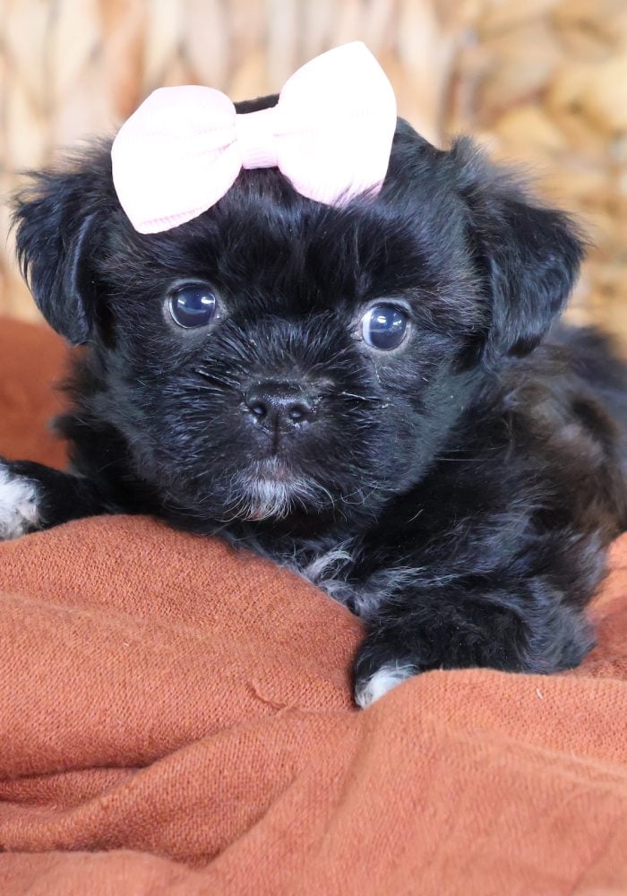 buy shichon puppies