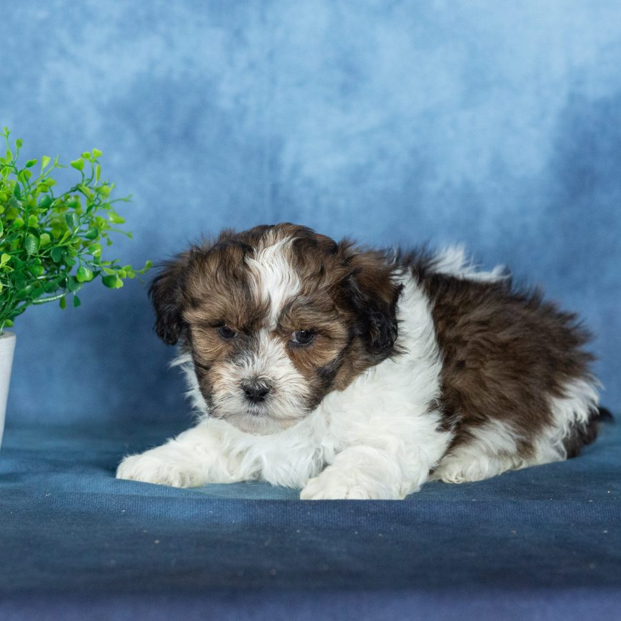 buy shichon puppies