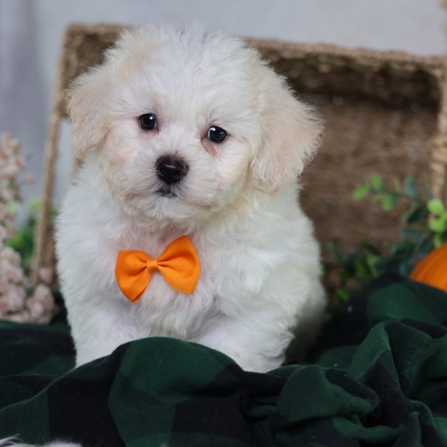 cavachon puppies
