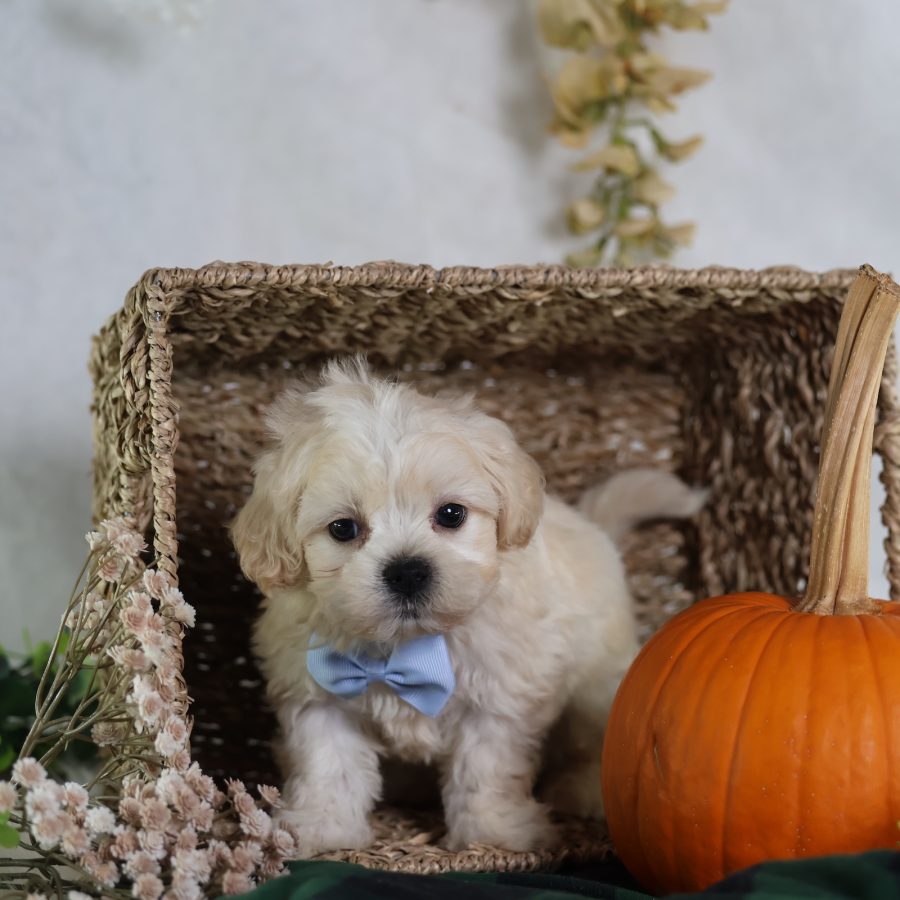 cavachon puppies for adoption