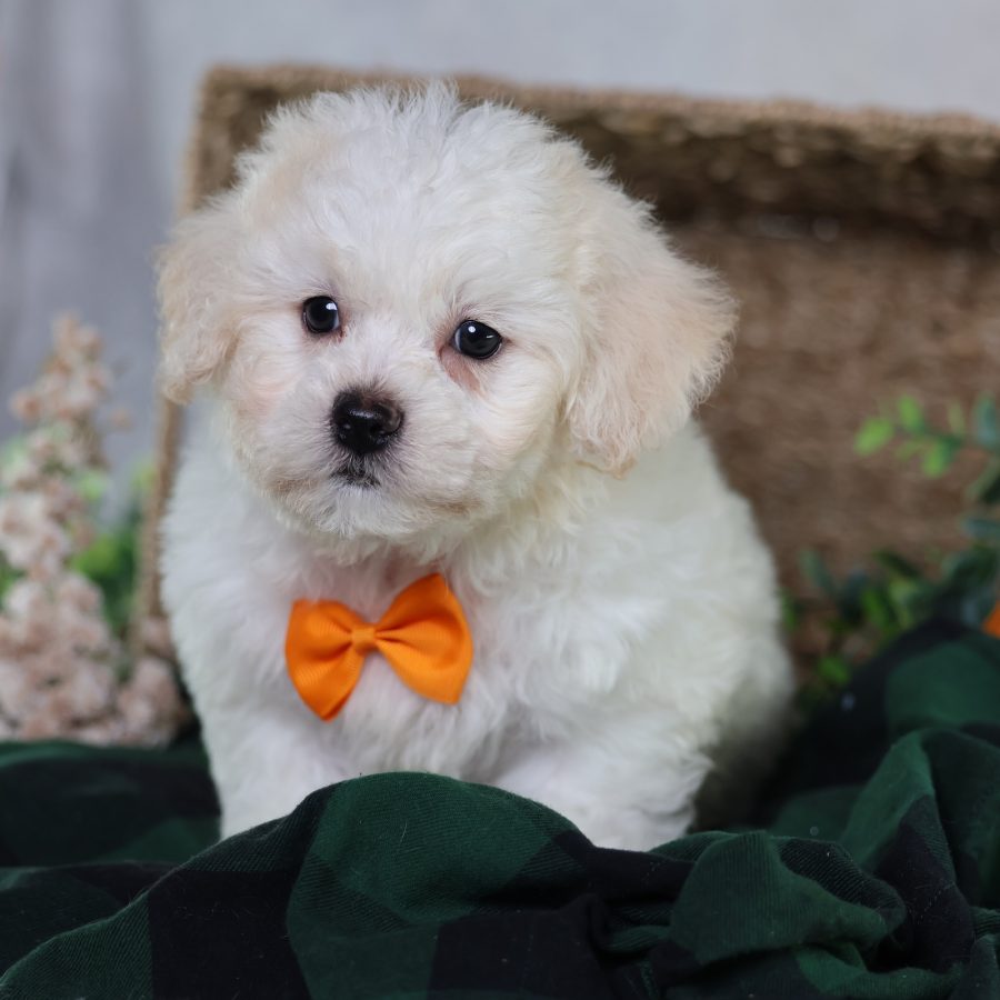 cavachon puppies for sale