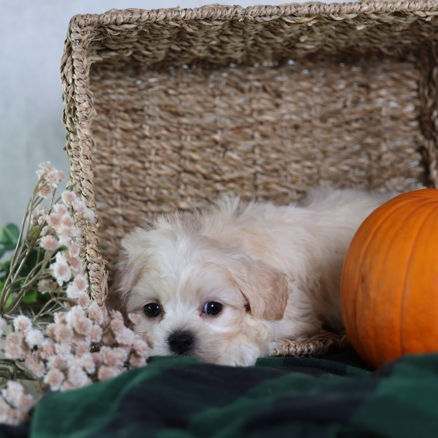 cavachon puppies hypoallergenic