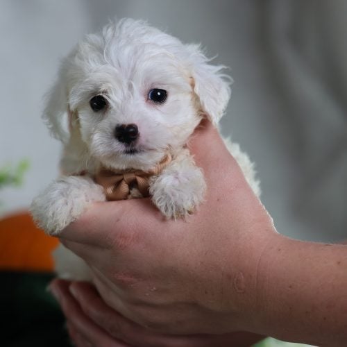 adorable puppies