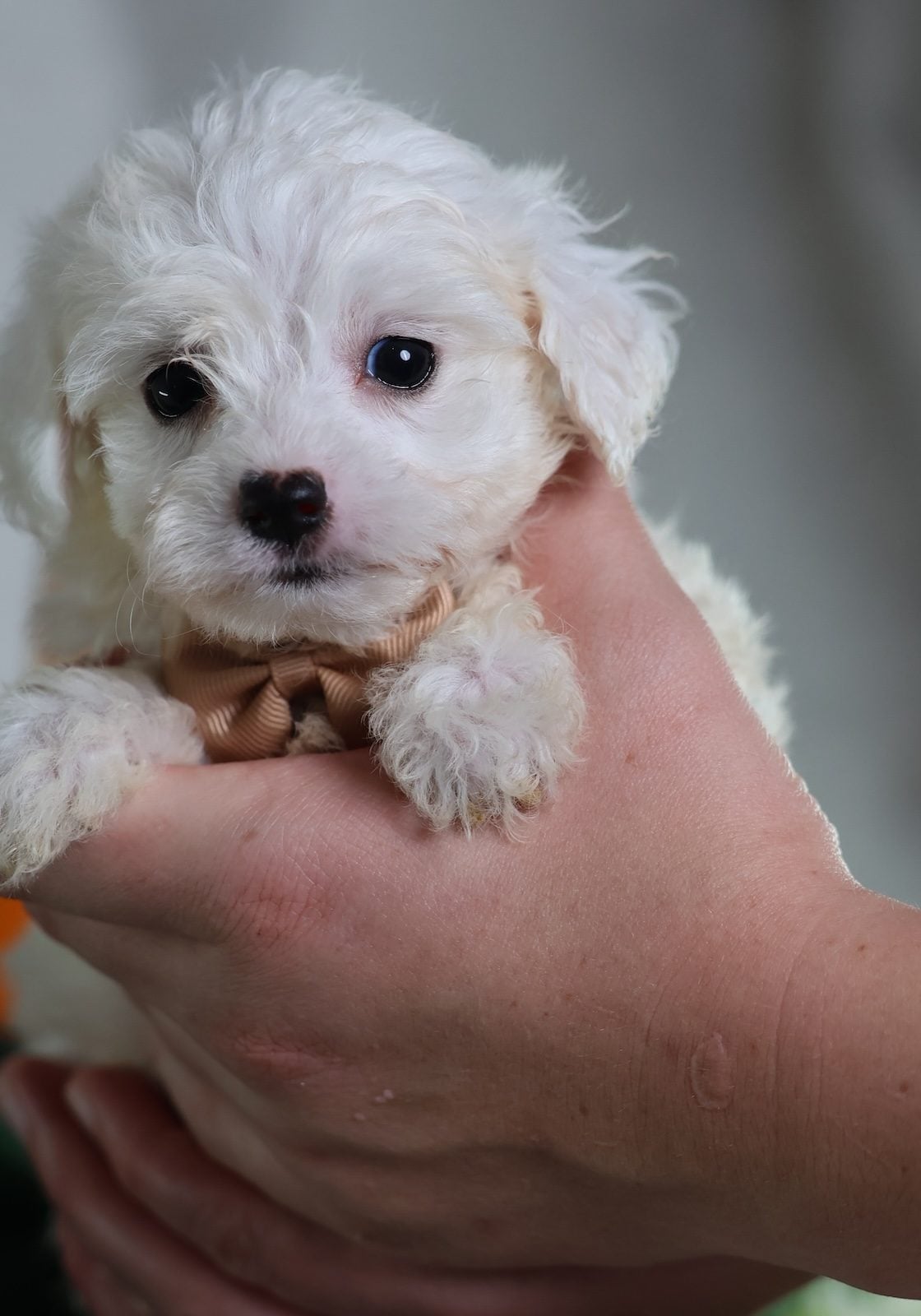 adorable puppies