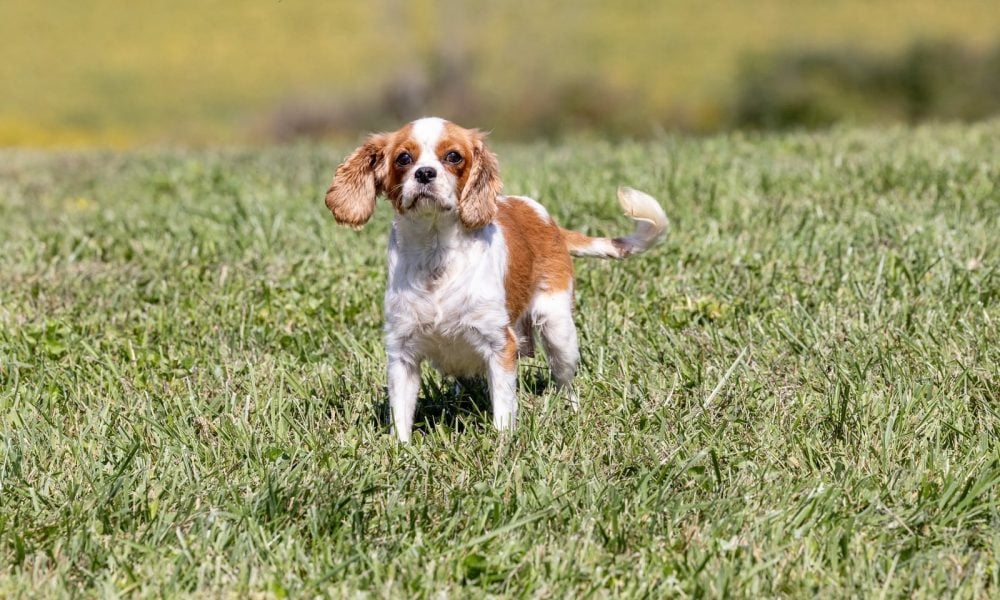 Cavalier parent – Andreas
