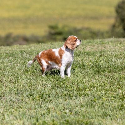 Cavalier parent – Andreas, photo 2