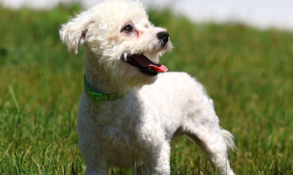 adult bichon chipper