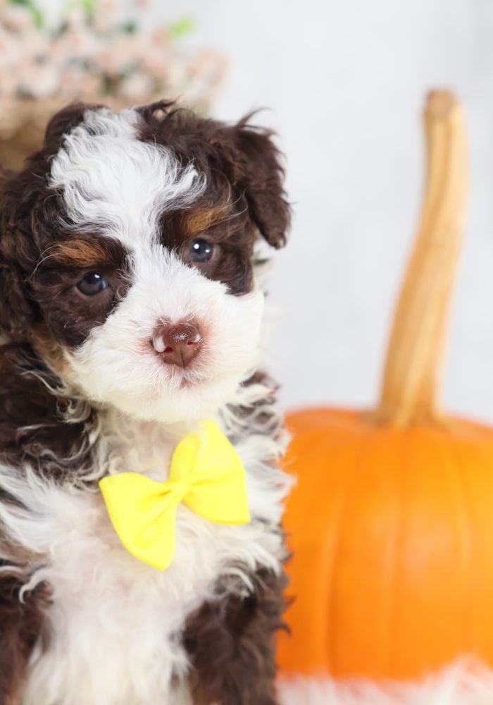 chocolate bernedoodle for sale