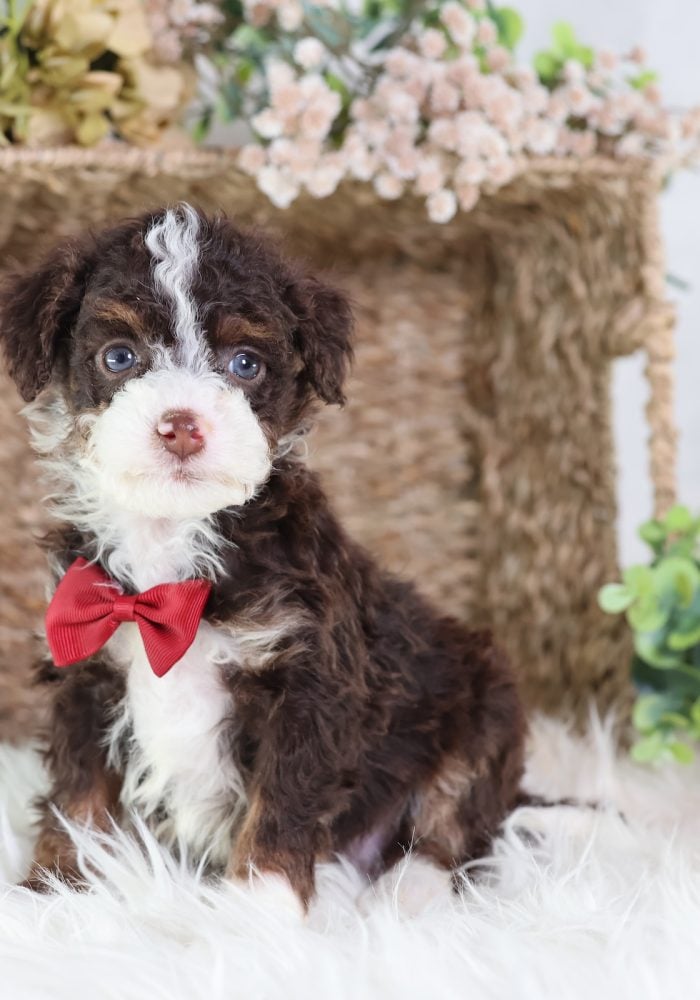 chocolate mini bernedoodle
