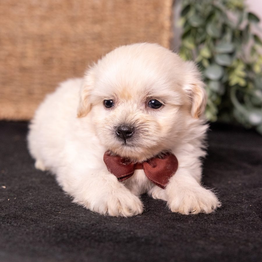 cream teddy bear puppy