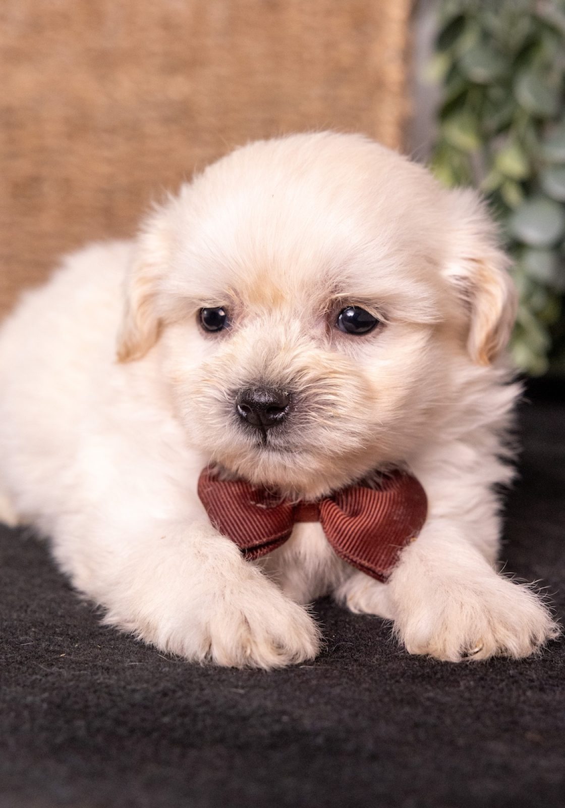 cream teddy bear puppy