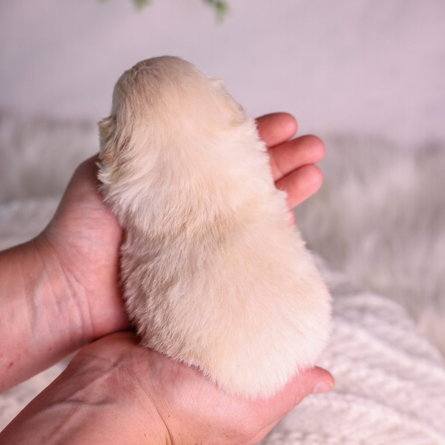 cream teddy bear puppy for sale