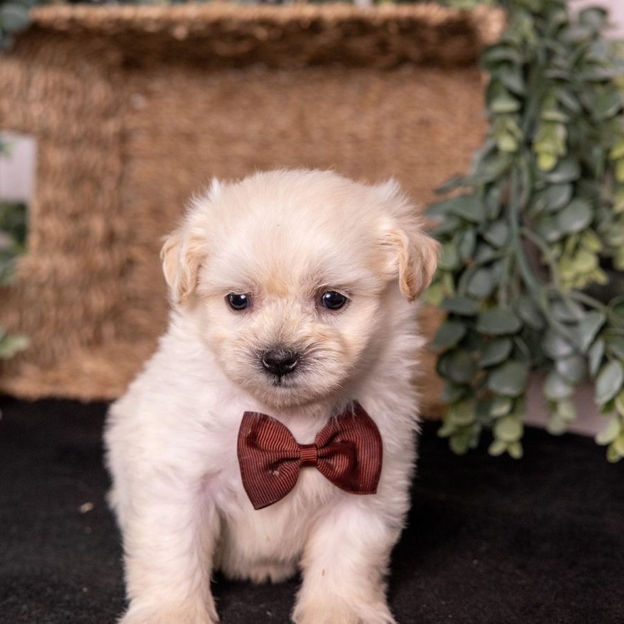 cream teddy bear puppy near lancaster pa
