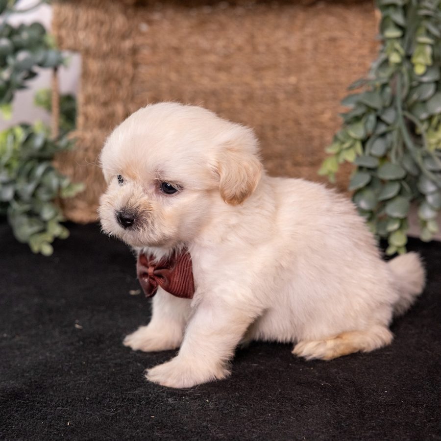 cream teddy bear puppy near me nj