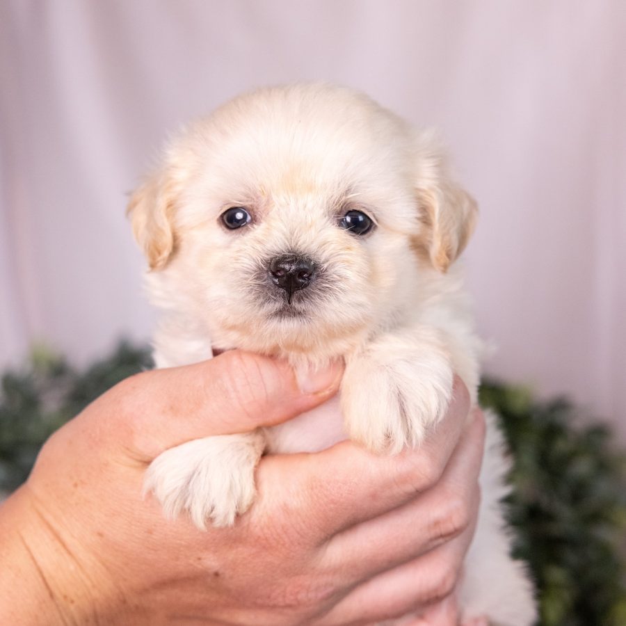 cream teddy bear puppy near me ny