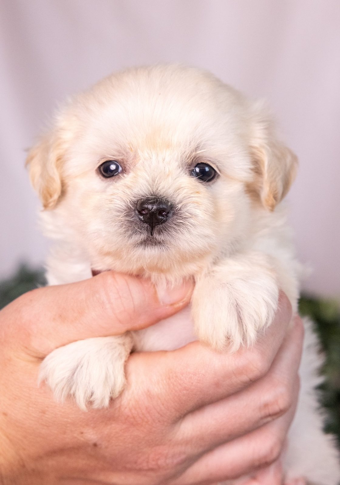 cream teddy bear puppy near me ny