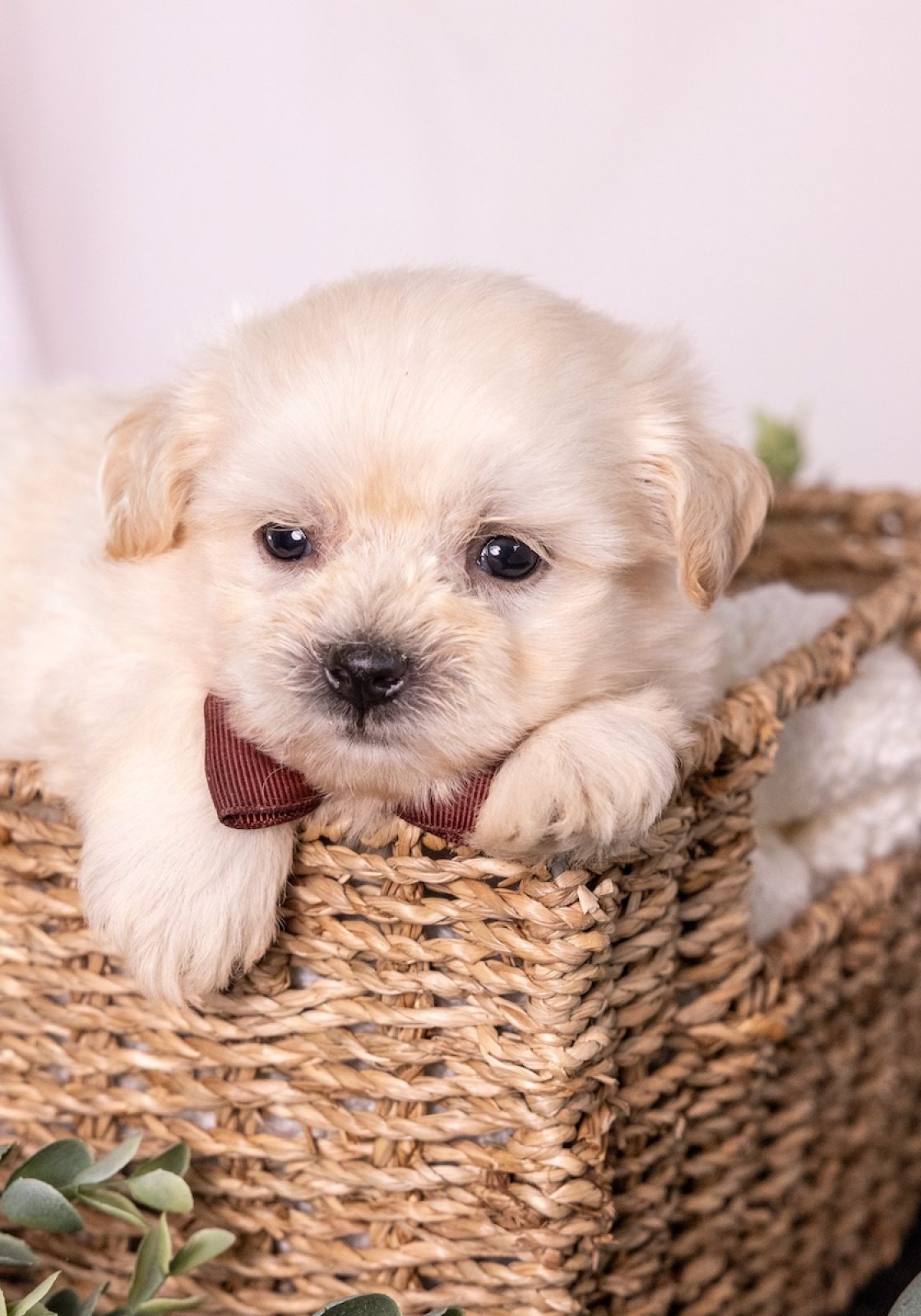cream teddy bear puppy near me pa