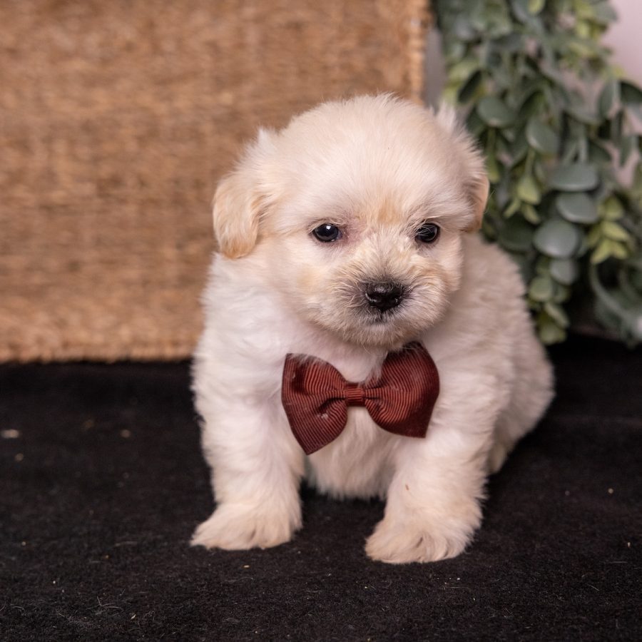 cream teddy bear puppy near me