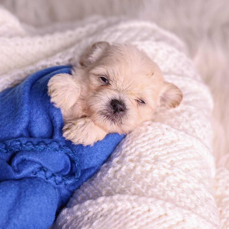 cream teddy bear puppy