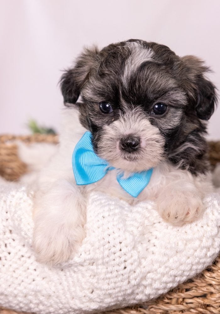 cute Zuchon puppy for sale