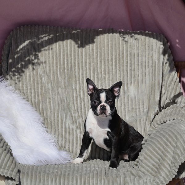 cute boston terrier puppies
