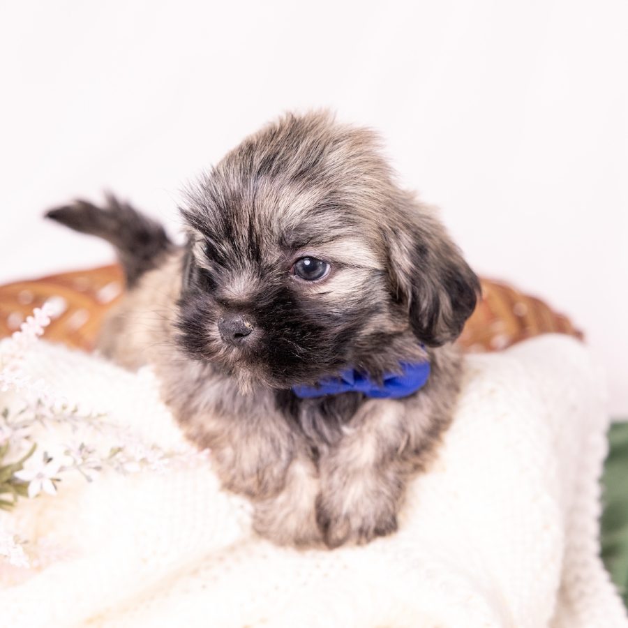 cute shichon puppies