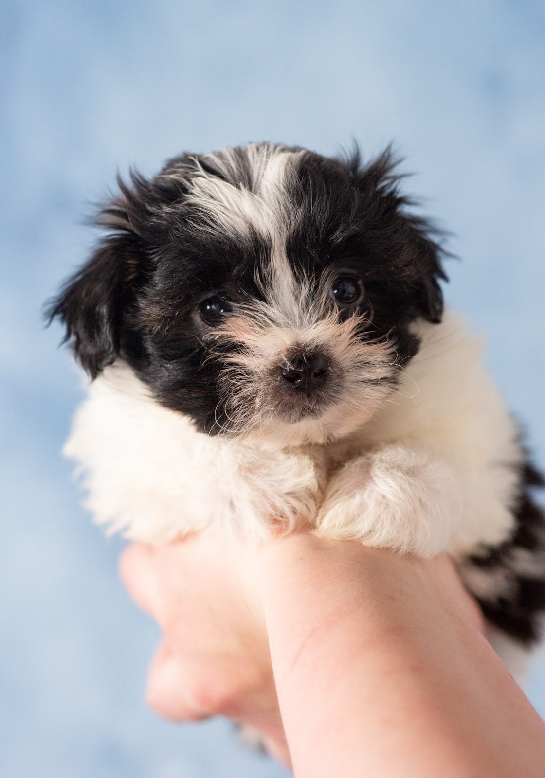 cute small dog puppies