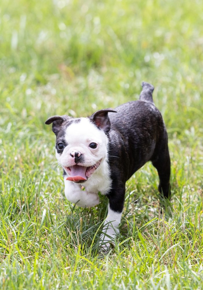 cute small dogs near me pa