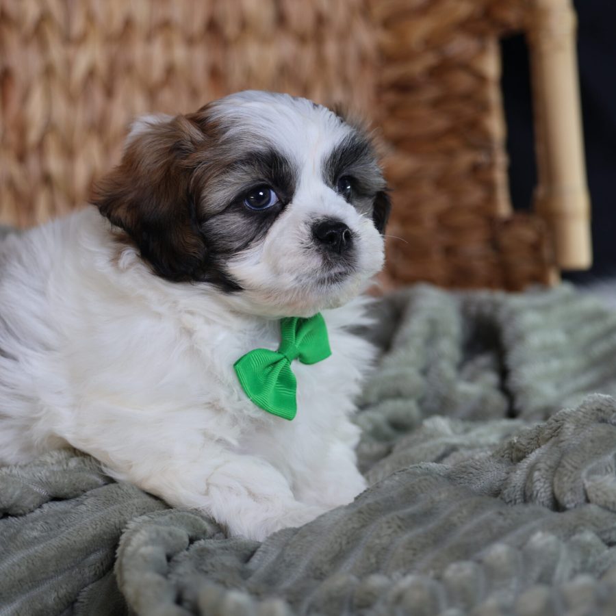 cute teddy bear puppies