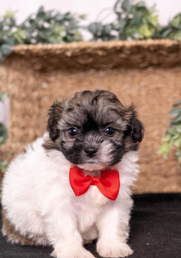 cute white and brown teddy bear dog near me