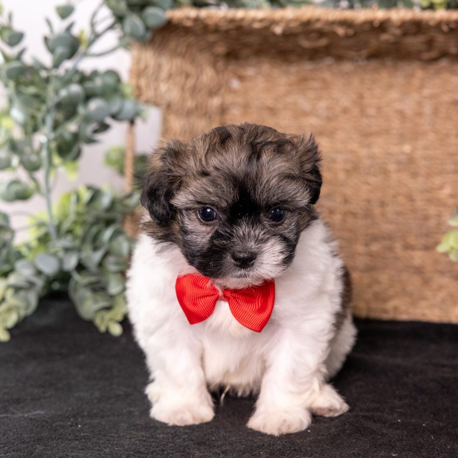 cute white and brown teddy bear dog