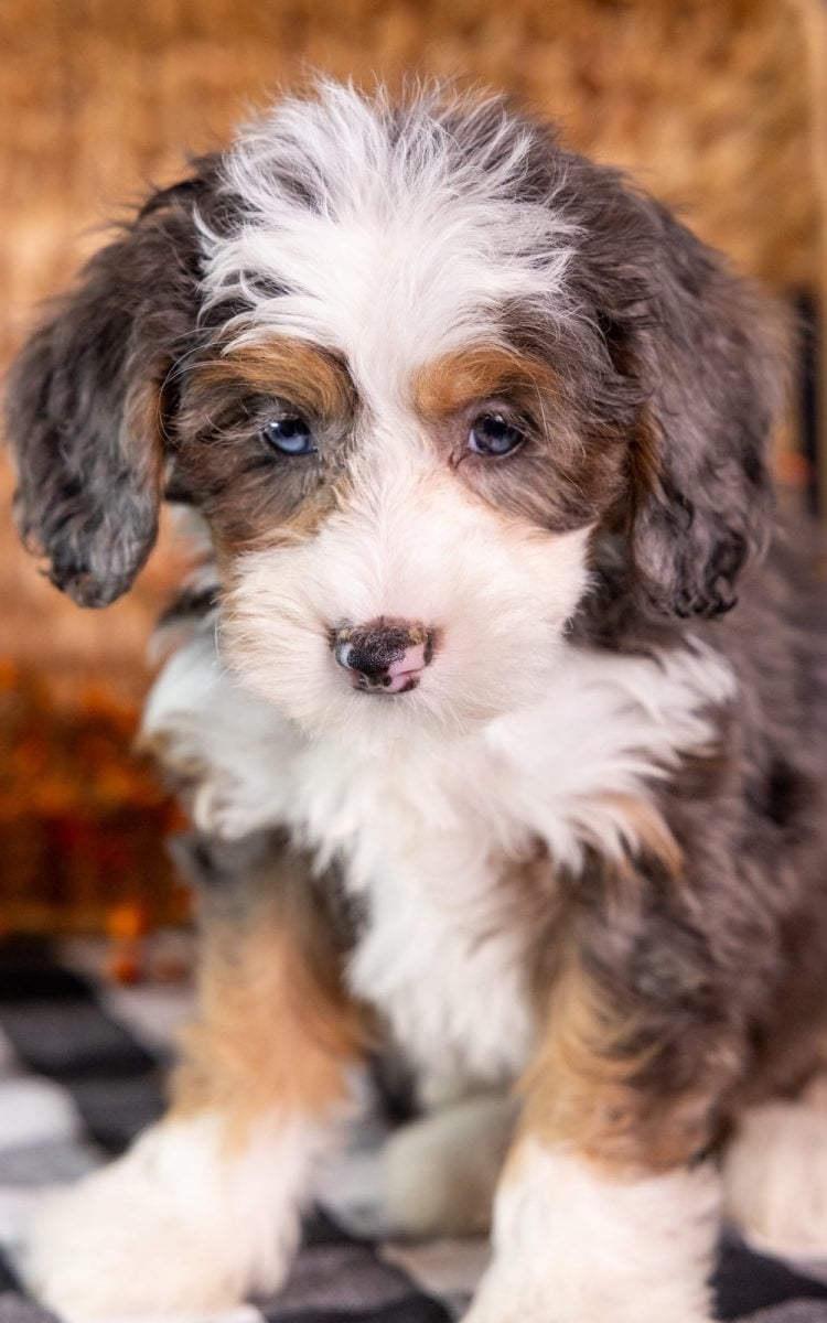 stunning bernedoodle mini for sale