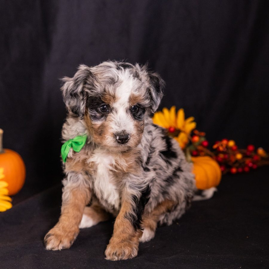 bernedoodle puppies pa