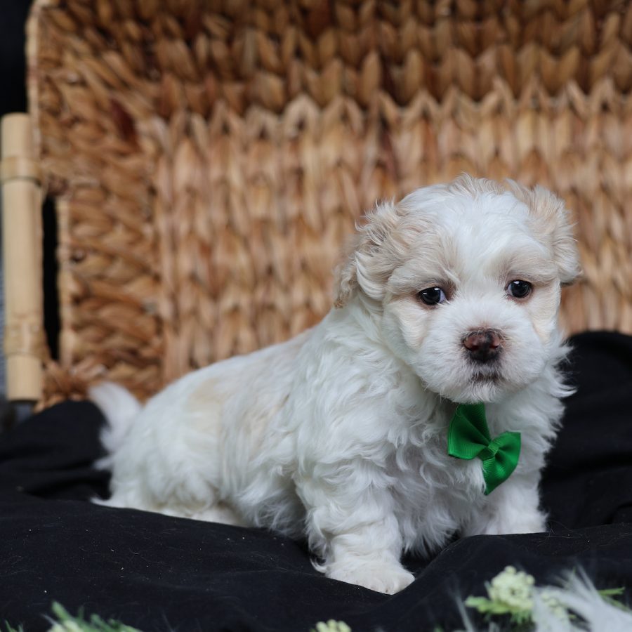 dog breeder