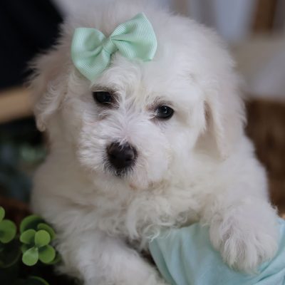dog breeder pa