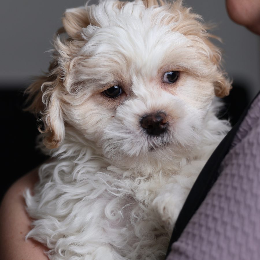 dog breeds teddy bear puppies